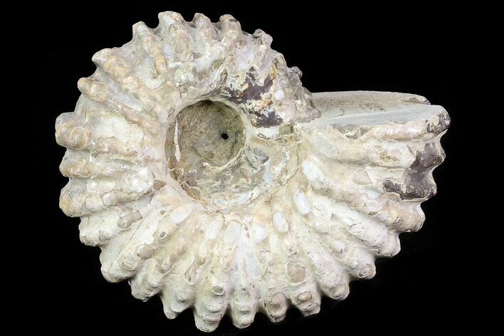 Bumpy Douvilleiceras Ammonite - Madagascar #79113